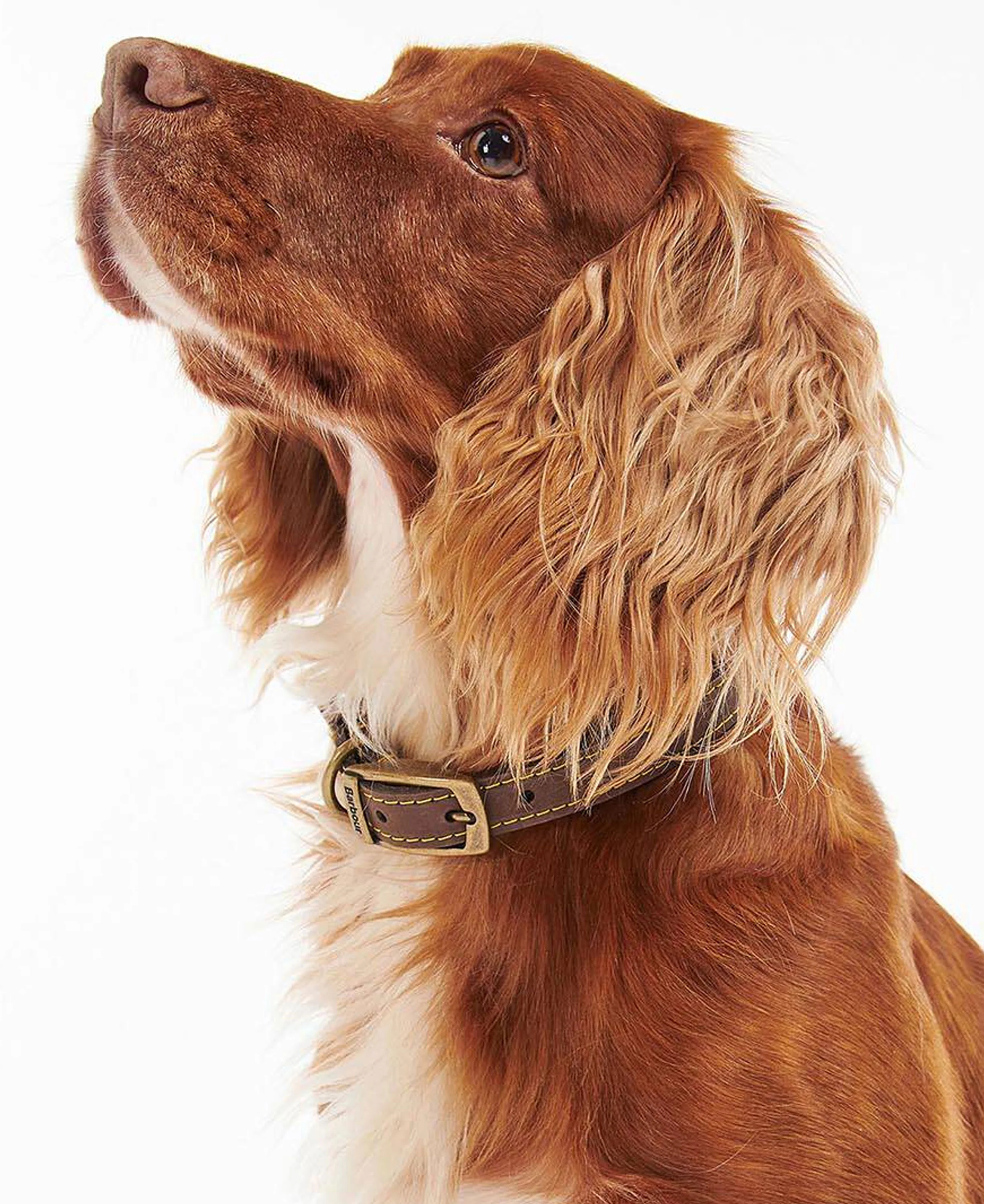 Leather Dog Collar - Brown - Image 4
